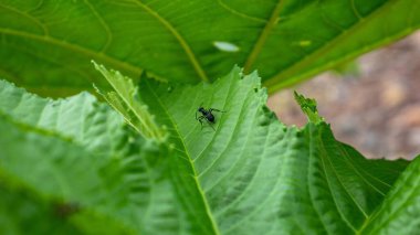 Büyük yeşil bir yaprak üzerinde yürüyen siyah bir karınca..