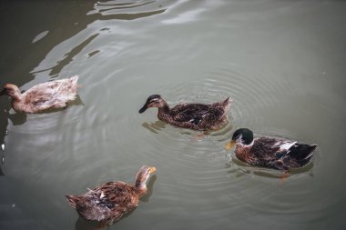 Gündüz vakti suda yüzen farklı renklerdeki ördeklerin üst görüntüsü