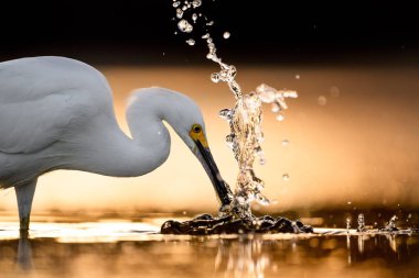 Uzun gagasıyla etrafa su sıçratan bir balıkçıl resmi.