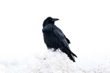 Beyaz kar üzerinde siyah bir karganın yakın çekimi