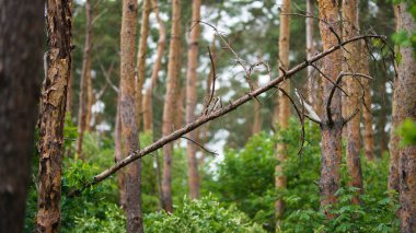 Arka planda orman olan kırık bir dal parçasının yakın plan çekimi.