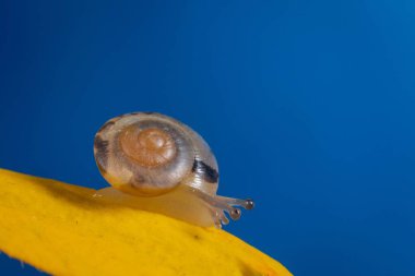 Mavi arka planı olan sarı bir bitkinin üzerinde güzel gri bir salyangozun makro görüntüsü.