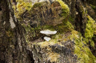 Ormandaki kahverengi yosunlu ağaçta büyüyen beyaz bir mantarın yakın çekimi.