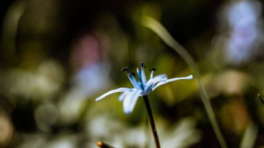 Bahçede tomurcuklanan sıcak bir alp fırtınası