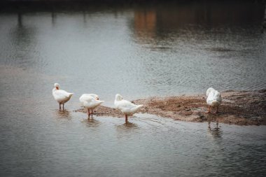 Bir grup ördek kıyıya yakın bir su kütlesinin üzerinde duruyordu.