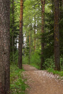 Yüksek yeşil ağaçlar ve bitkilerle çevrili bir ormandaki yürüyüş yolunun güzel bir manzarası.