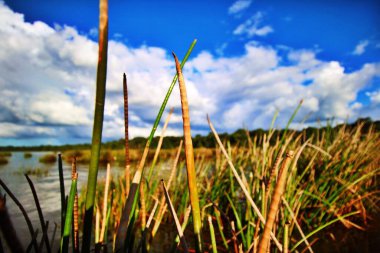 Bulanık bir arka planda kıyıda sazlık ve çimlerin yakın plan çekimi.