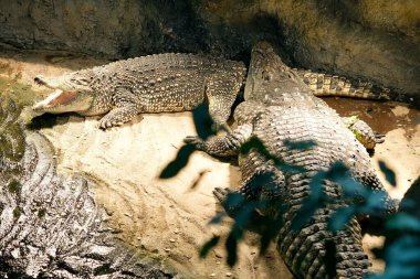 Yaşam alanlarındaki güzel timsahların manzarası.