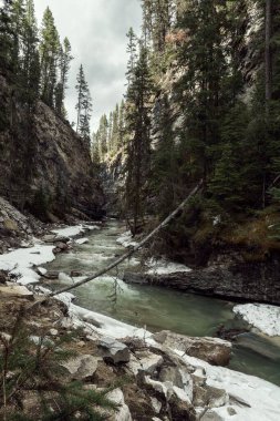 Banff Canada 'nın kenarlarında karla birlikte dağlardan akan ormandaki güzel bir nehrin dikey görüntüsü.