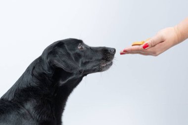 Siyah sevimli bir köpeğin, beyaz bir arkaplan karşısında el ele tutuşması.