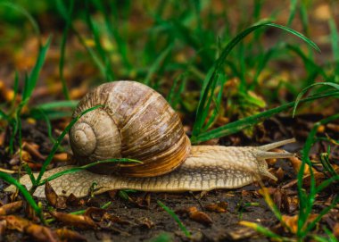 Ormandaki salyangoz yaz zamanı