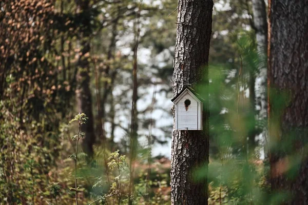 Tiny Wooden Birdhouse Tree Forest — Stock Photo, Image