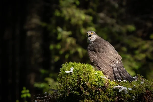 Close Lindo Sparrowhawk — Fotografia de Stock