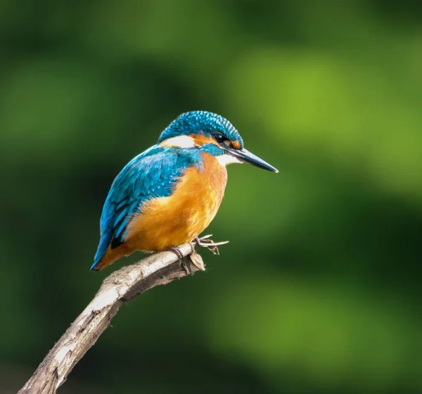 Egy Szelektív Fókuszkép Egy Kingfisher Ültetett Faágon Erdő Homályos Háttér — Stock Fotó