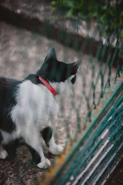 Nero Con Gatto Bianco Modellato Contro Una Recinzione — Foto Stock