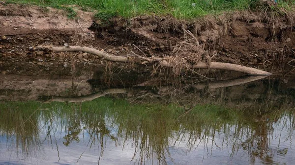 躺在河水里的枯死树 — 图库照片