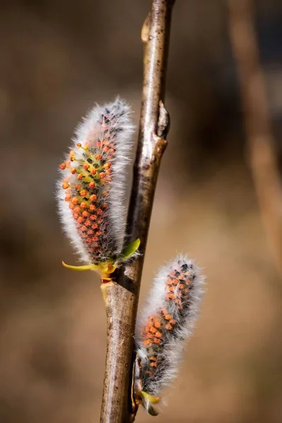 Vertical Closeup Shot Fluffy Pussy Willow Branch Blurred Background — Stock Fotó