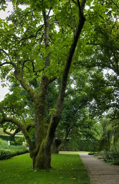 Colpo Verticale Albero Nel Parco Sempreverde — Foto Stock