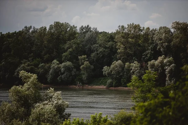 Bella Vista Sul Paesaggio Piccolo Stagno Con Alberi Verdi Lussureggianti — Foto Stock