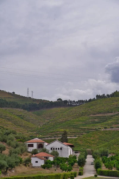 Вертикальный Снимок Современных Зданий Лесу Португалии — стоковое фото
