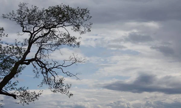背景上的一棵树和多云的天空 — 图库照片