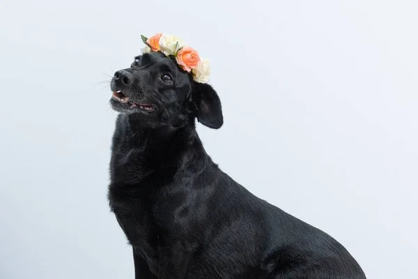 Zbliżenie Uroczego Czarnego Psa Piękną Koroną Kwiatową Białym Tle — Zdjęcie stockowe