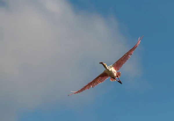 Une Spatule Rose Volant Haut Dans Ciel Avec Ciel Nuageux — Photo