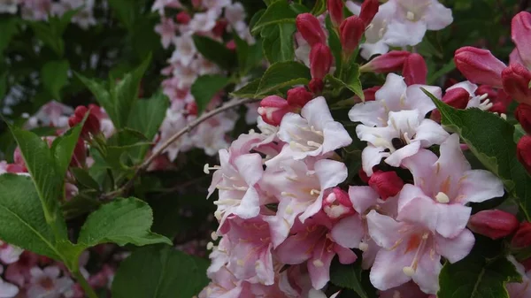 Eine Nahaufnahme Blühender Rosa Weigela Blumen — Stockfoto