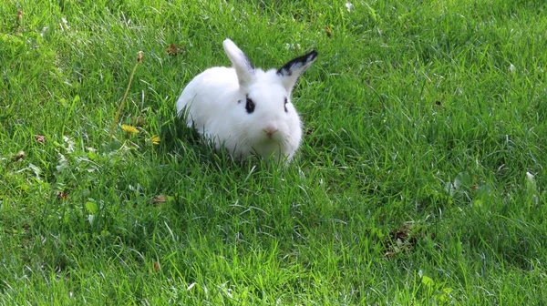 一只毛茸茸的白兔 田里到处都是黑斑 — 图库照片