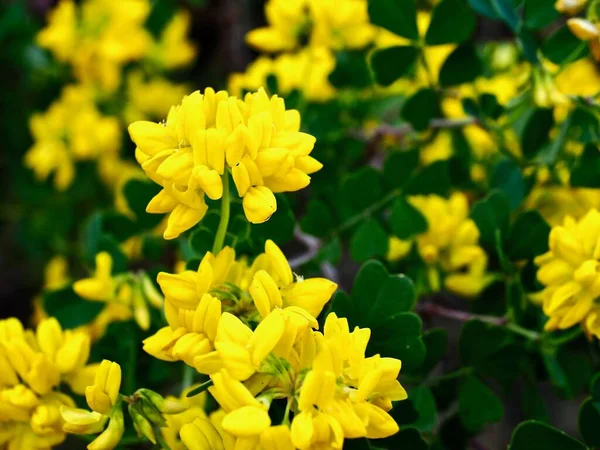 Detailní Záběr Rozkvetlých Jasně Žlutých Divokých Květin — Stock fotografie