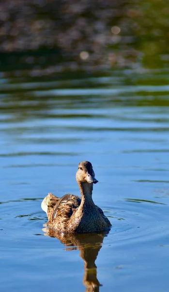 Eine Vertikale Nahaufnahme Einer Stockente Die Einem See Sonnenlicht Schwimmt — Stockfoto