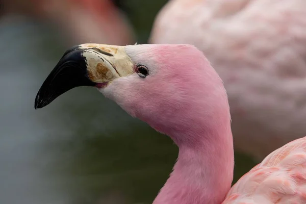 Lähikuva Vaaleanpunainen Chileläinen Flamingo Pää Vastaan Järven Muiden Lintujen Kanssa — kuvapankkivalokuva