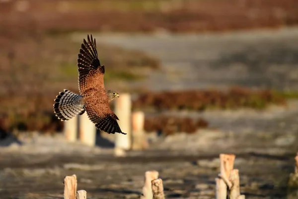 Rock Kestrel Vogel Vlucht — Stockfoto