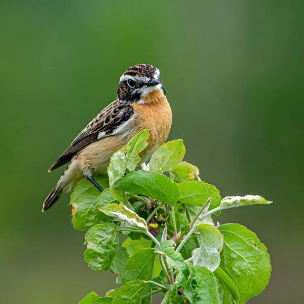 Lindo Whinchat Saxicola Rubetra Empoleirado Galho Árvore — Fotografia de Stock