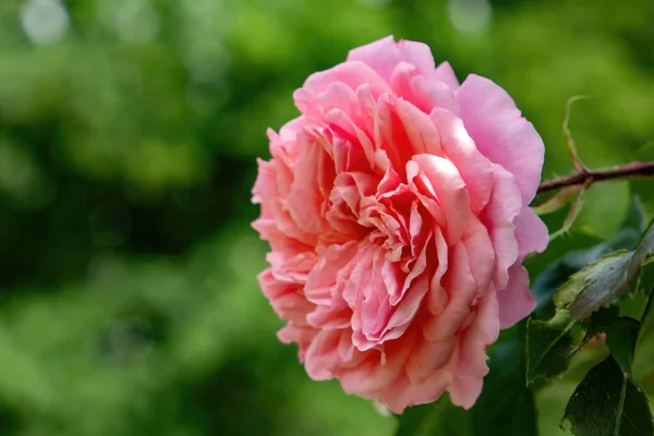 背景のぼんやりとした庭にピンクのバラの花の選択的なフォーカスショット — ストック写真