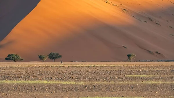 纳米比亚 纳米布沙漠 红色沙丘的图景 — 图库照片