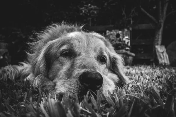 Ένα Μαλλιαρό Σκυλί Ξαπλωμένο Στο Γρασίδι — Φωτογραφία Αρχείου