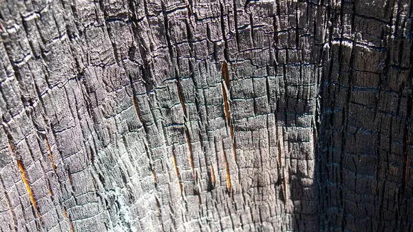 Closeup Tree Trunk — Stock Photo, Image