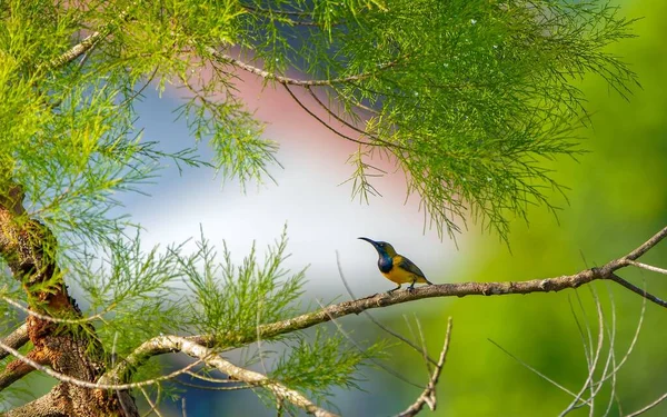 Yeşil Ağaçtaki Zeytin Sırtı Güneş Kuşu Cinnyris Jugularis — Stok fotoğraf