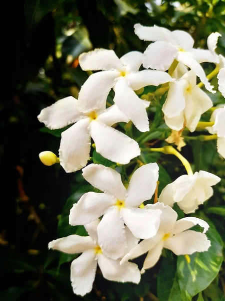 Egy Közeli Felvétel Gyönyörű Fehér Jázmin Virágokról — Stock Fotó