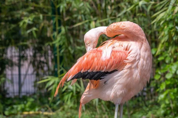 Vacker Rosa Flamingo Plockar Sin Fjäderdräkt — Stockfoto