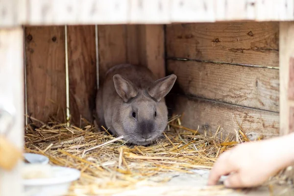 木の箱の中のウサギのクローズアップ — ストック写真