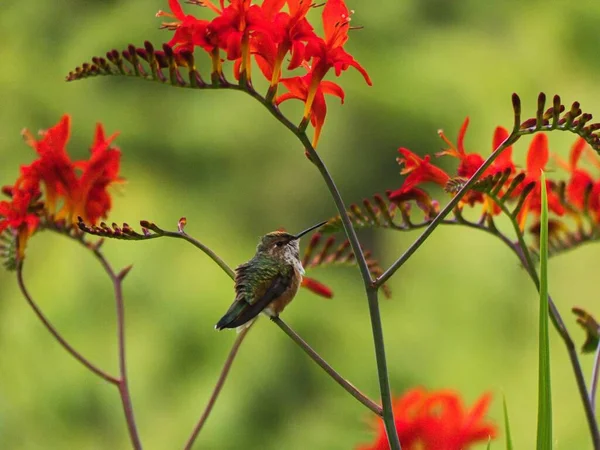 Primo Piano Colibrì Appollaiato Una Pianta Floreale Rossa — Foto Stock