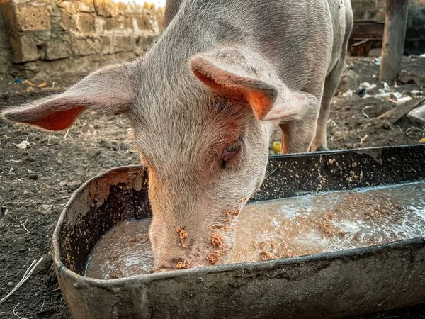 A pink pig eating from a feeding trough on the farm