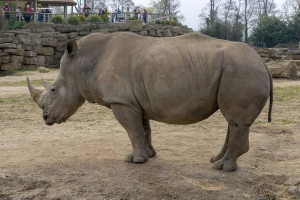 Girafa Rinoceronte Cabras Avestruz Dublin Zoológico Alimentação Jogar — Fotografia de Stock