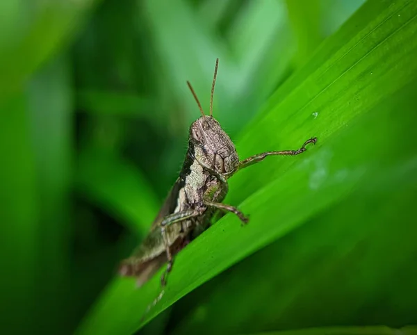 Une Sauterelle Sur Une Feuille Verte — Photo