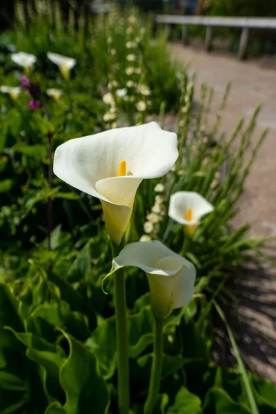 Una Toma Vertical Calla Lily Blanca Florece Jardín Con Luz — Foto de Stock