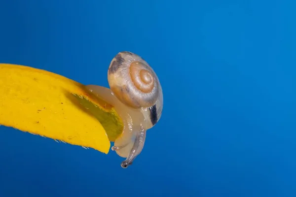 Макро Знімок Слизької Крихітної Равлики Ковзає Жовтій Рослині Синім Тлом — стокове фото