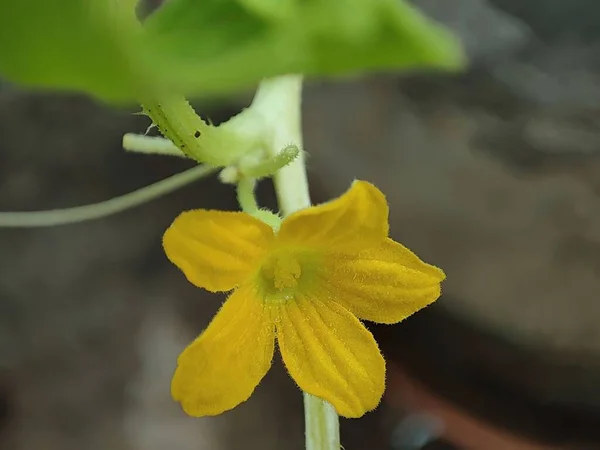 Primo Piano Fiore Giallo Spinoso Zucca — Foto Stock