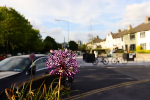 Close Uma Bela Flor Allium Roxo Florescendo Estacionamento — Fotografia de Stock